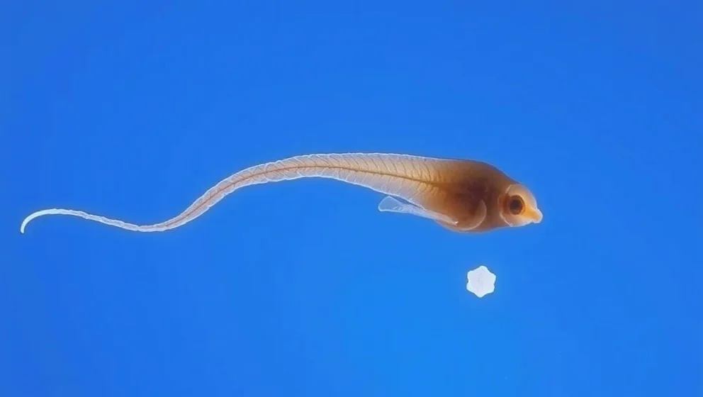 Hur stor är en spermie egentligen